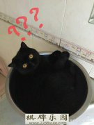 如果不小心把猫放滚筒洗衣机洗了会怎么样